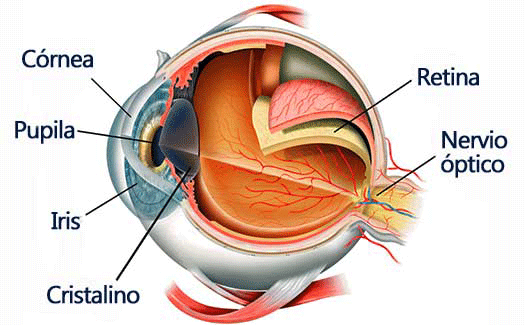Partes de Lentes, Anatomía de los lentes